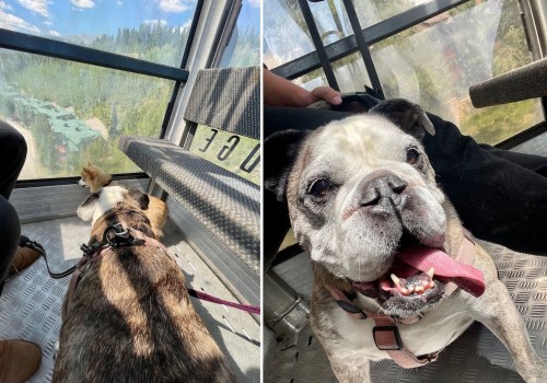 Breweries in Central Colorado: Enjoy a Cold Beer with Your Furry Friend